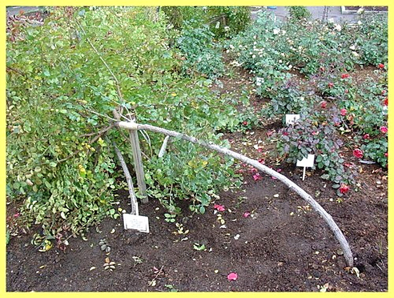 Пригибание штамбовых роз