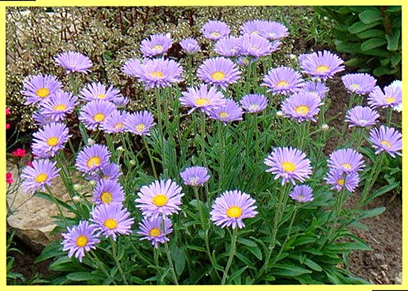 Альпийская астра фото