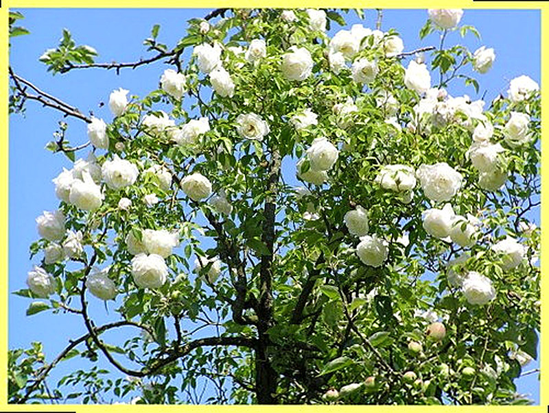 Роза айсберг описание