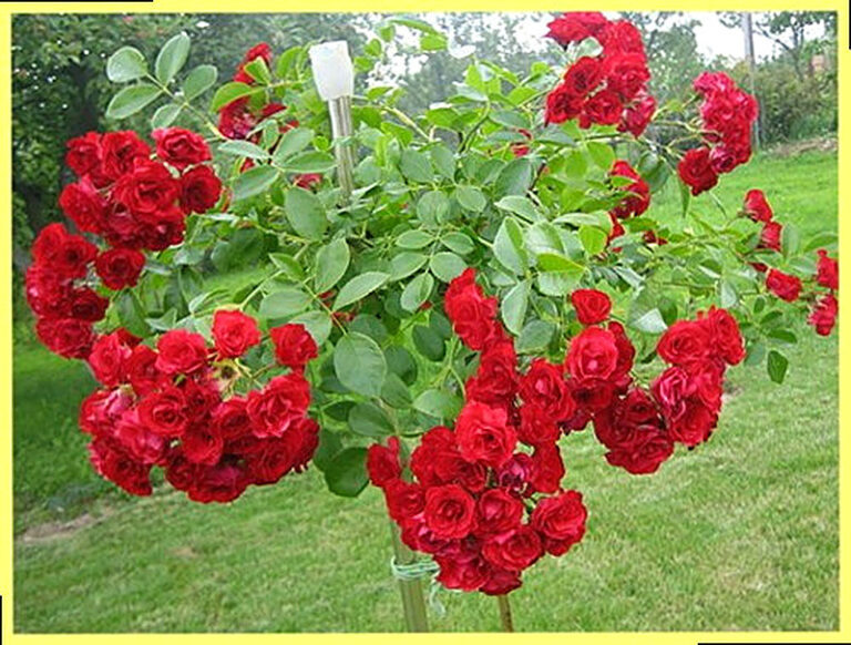 Штамбовая роза посадка и уход