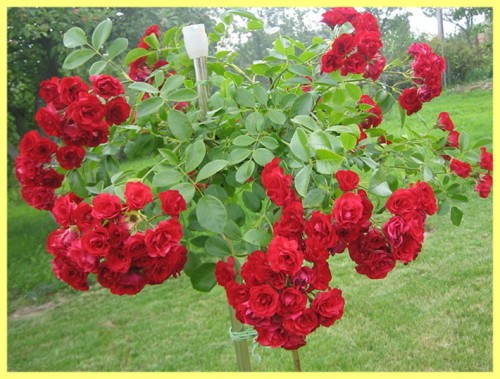 Штамбовая роза посадка и уход