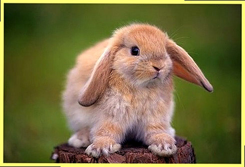 Сколько живут декоративные кролики