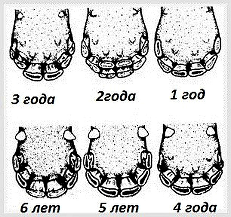 Как определить возраст коровы по зубам