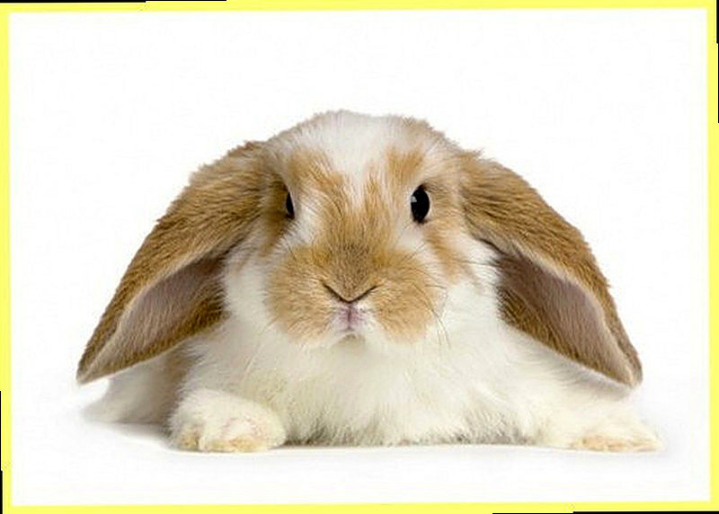 Декоративные кролики болезни и лечение