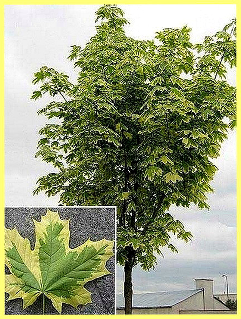 Клен остролистный фото