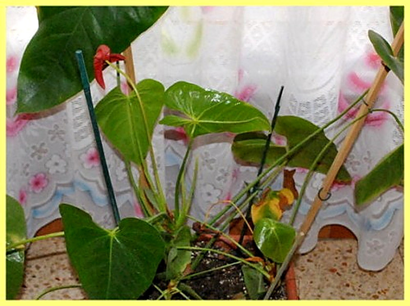 болезни антуриума и их лечение с фото