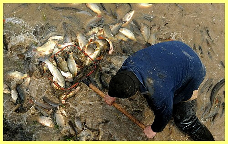 Как разводить рыбу в домашних условиях