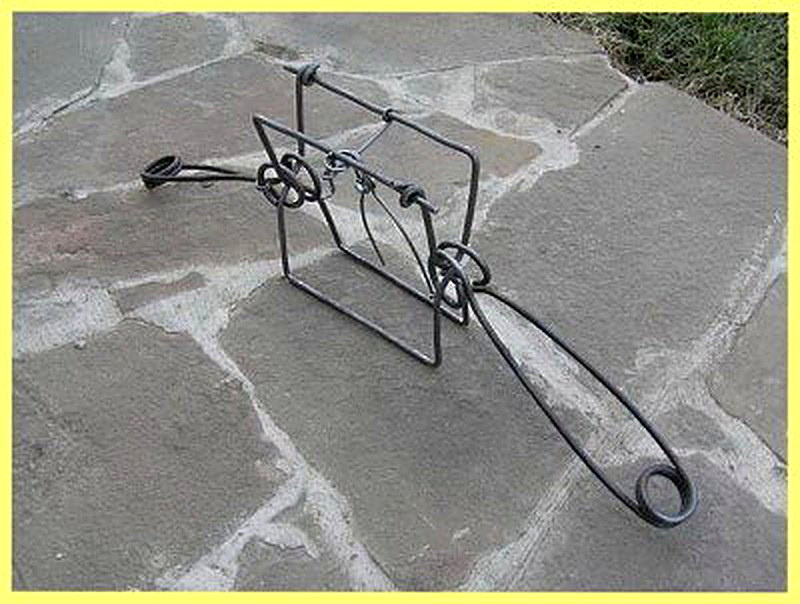 Охота на белку капканами