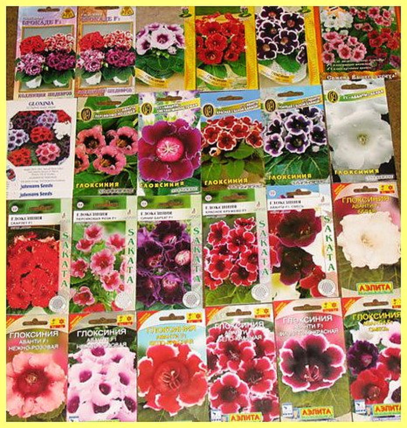 Как выращивать гвоздику из семян