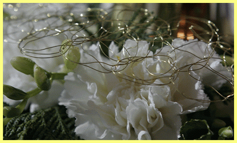 Гвоздика венская карликовая фото