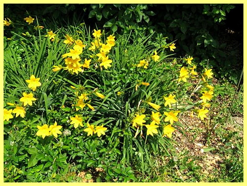 Лилейник миддендорфа