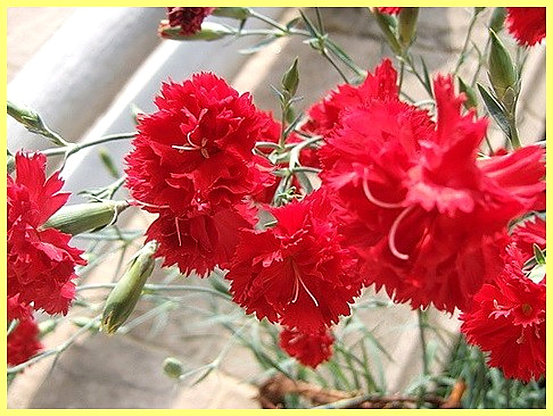 Гвоздика гренадин фото