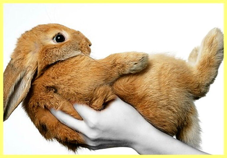 Сколько живут домашние декоративные кролики