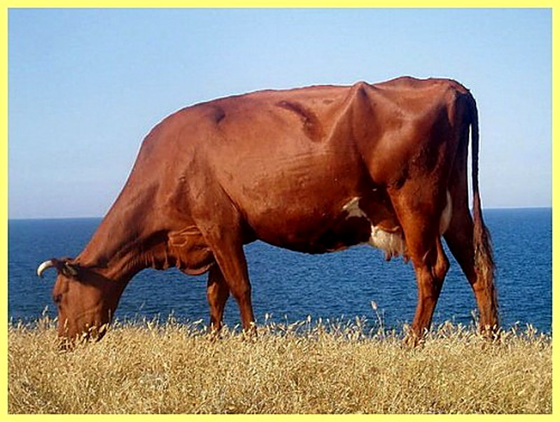 Тёмно-красная корова фото