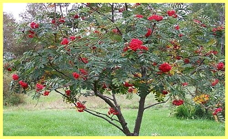 Рябина фото дерева