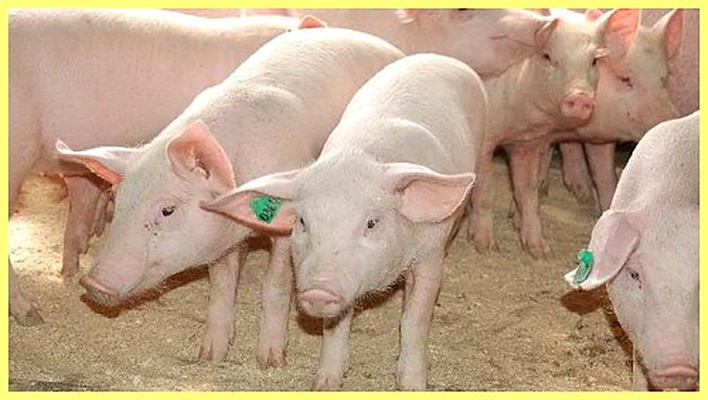 Правила отбора здоровых поросят