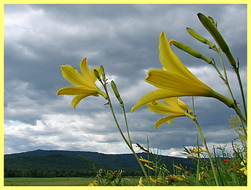 Лилейник малый фото