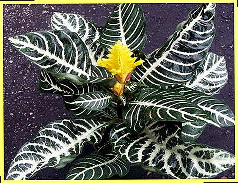 Aphelandra Четырехгранная