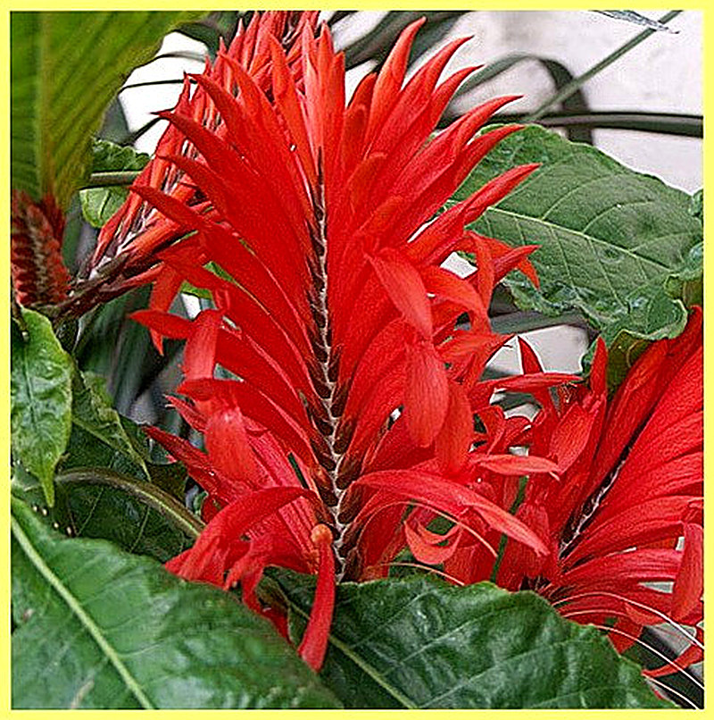 Aphelandra Либона