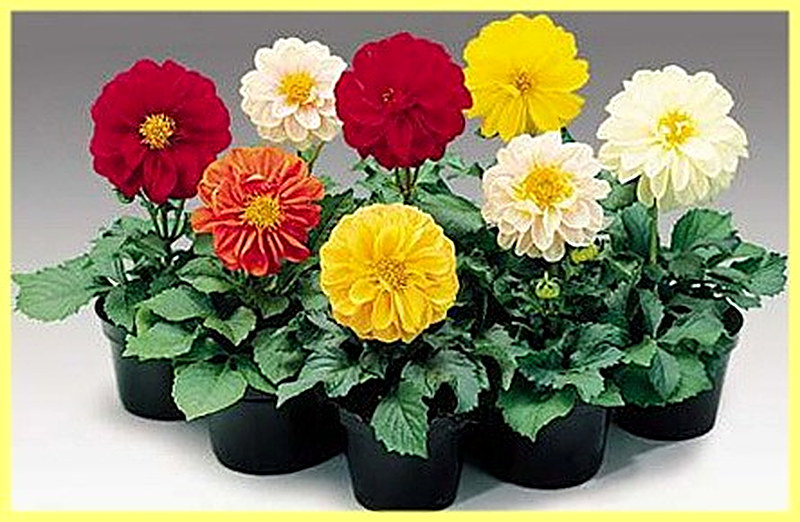 Георгина однолетняя выращивание из семян