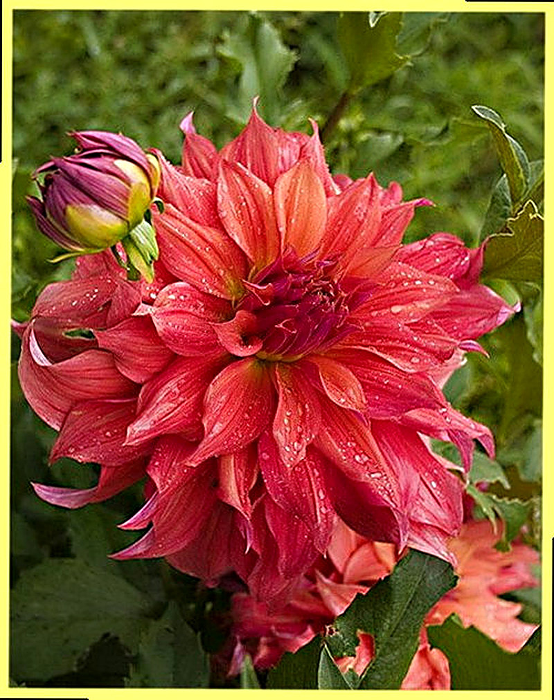 Клумбовые георгины фото