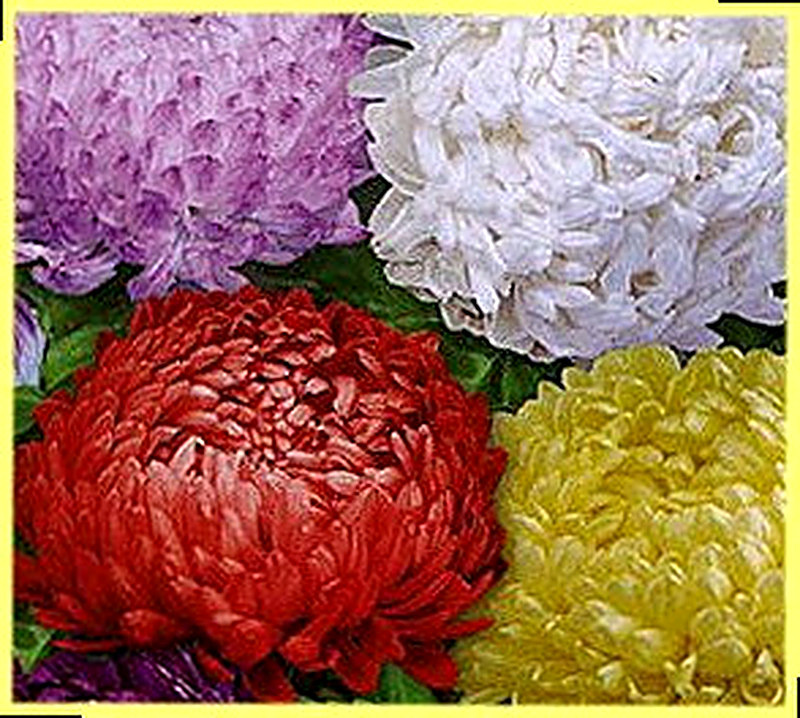 Астры Пионовидные фото