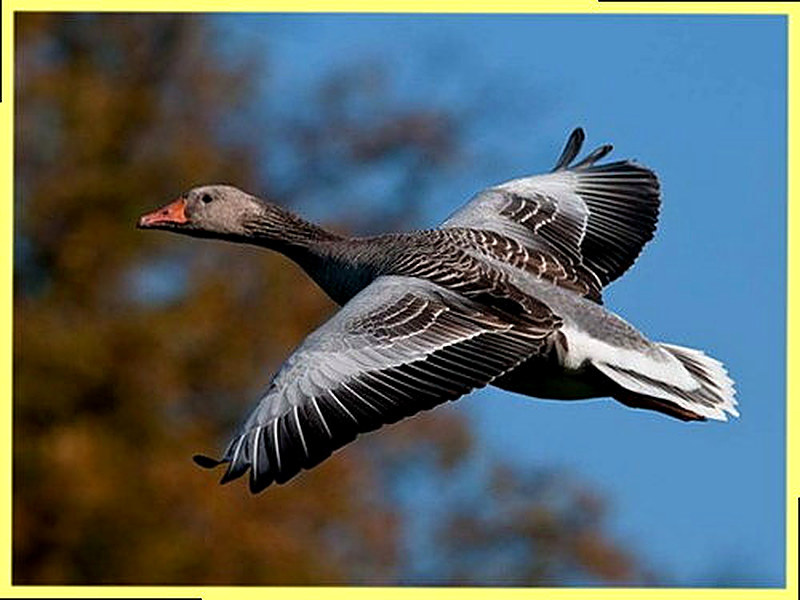 Как охотиться на гуся