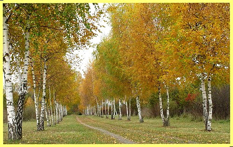 Береза осенью фото дерева