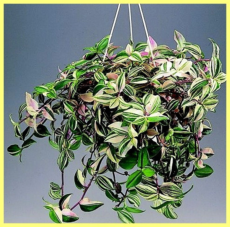 Традесканция уход в домашних условиях фото