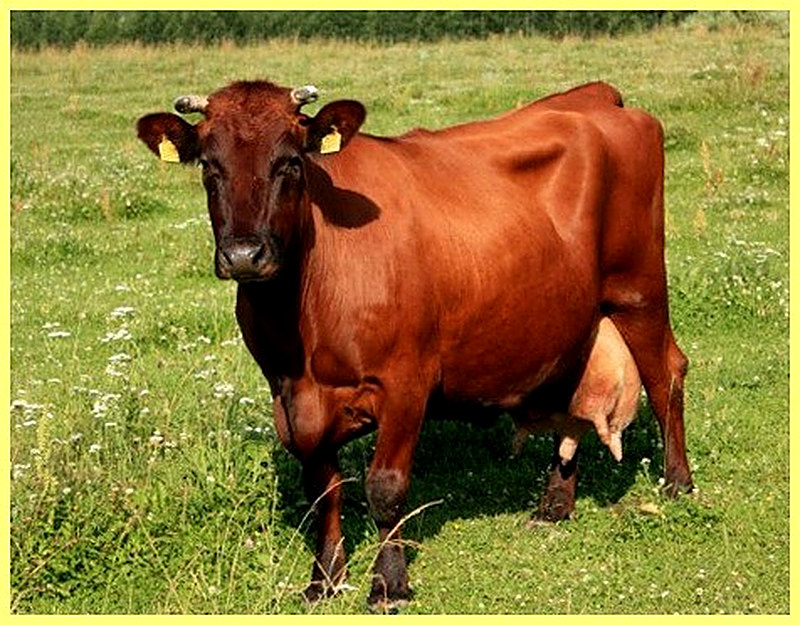 Бурая корова фото