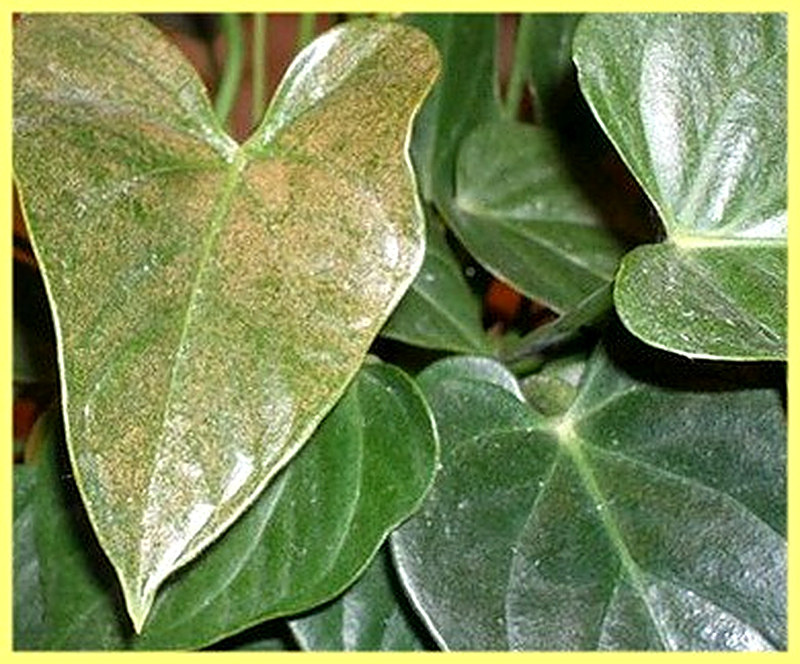 болезни антуриума и их лечение с фото