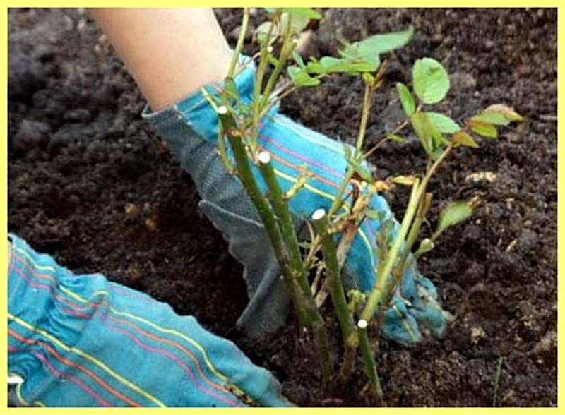 Размножение тополя черенками