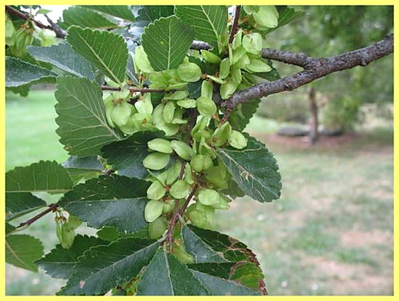 Ильм фото дерева