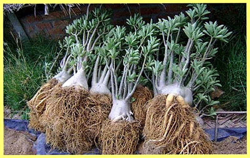 Адениум пересадка