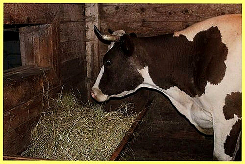 Хлев для коров