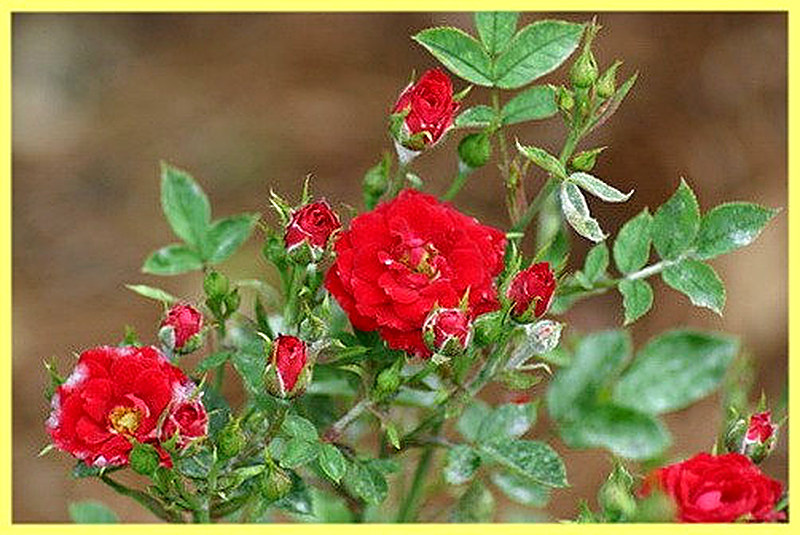 Комнатные розы болезни и вредители