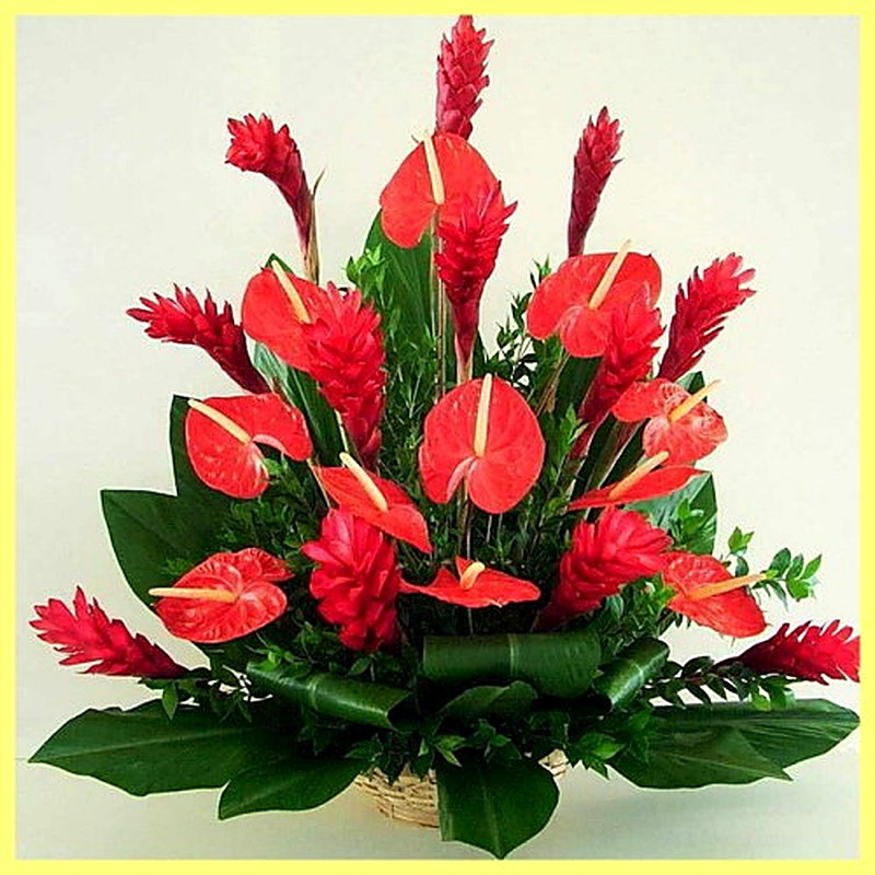 Влажность воздуха для антуриума