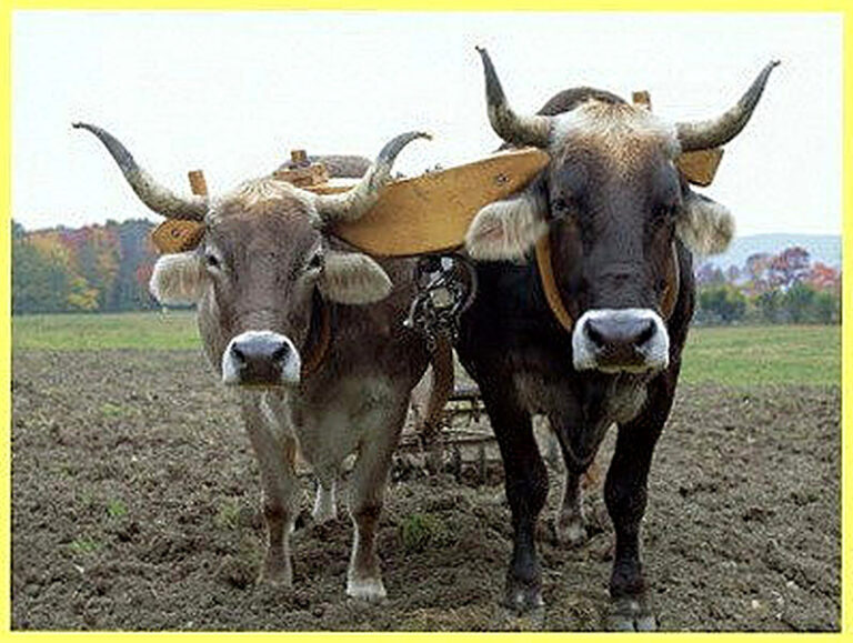 Рабочий крупно рогатый скот