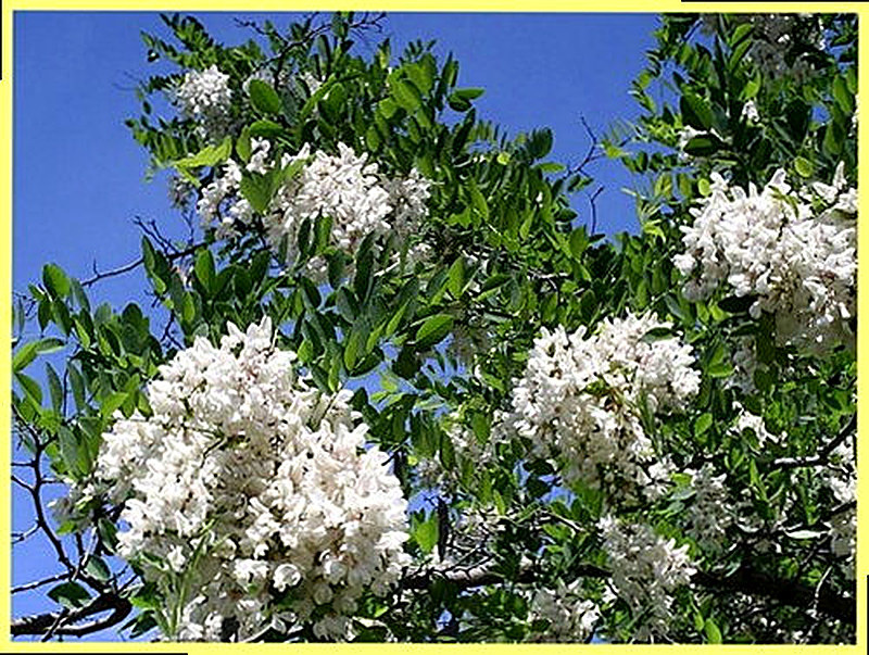 Ива белая фото