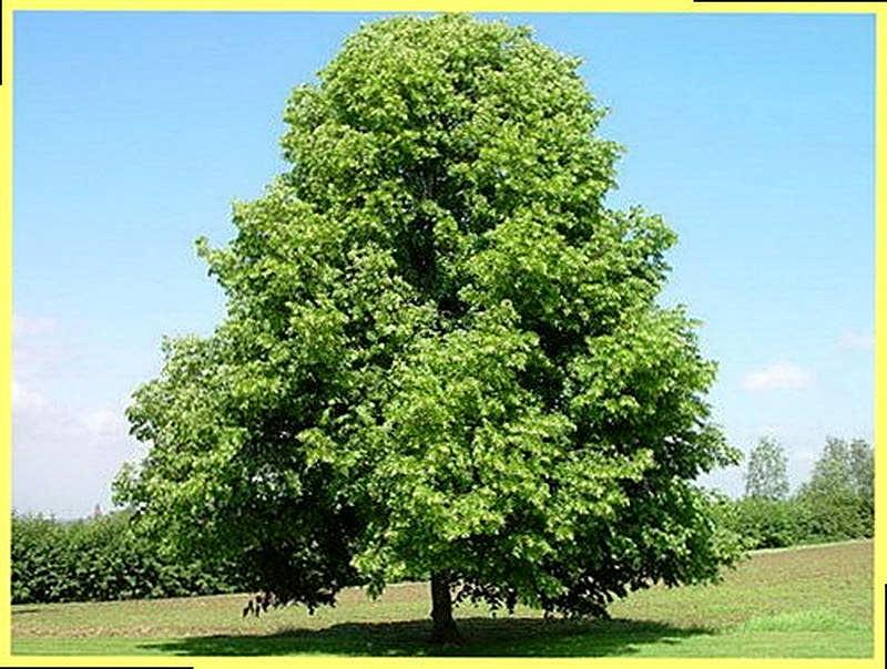 Липа мелколистная фото