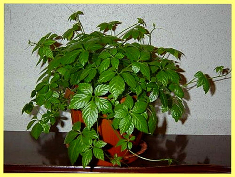 Циссус уход в домашних условиях фото