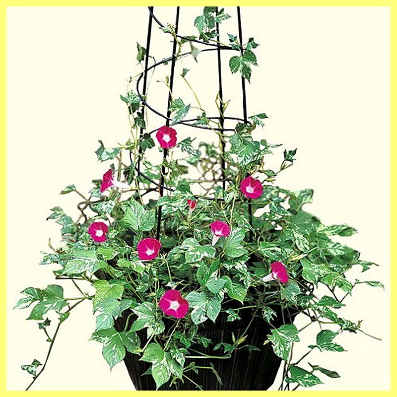 Ипомея комнатная фото