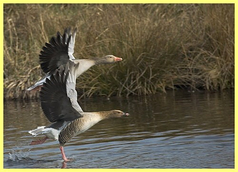Как охотиться на гуся весной