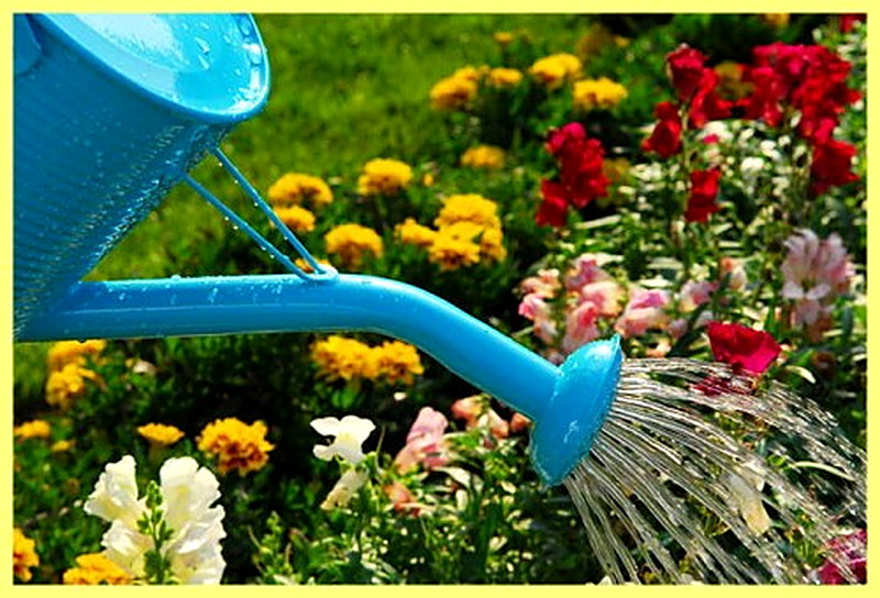 Подкормки и полив георгинов