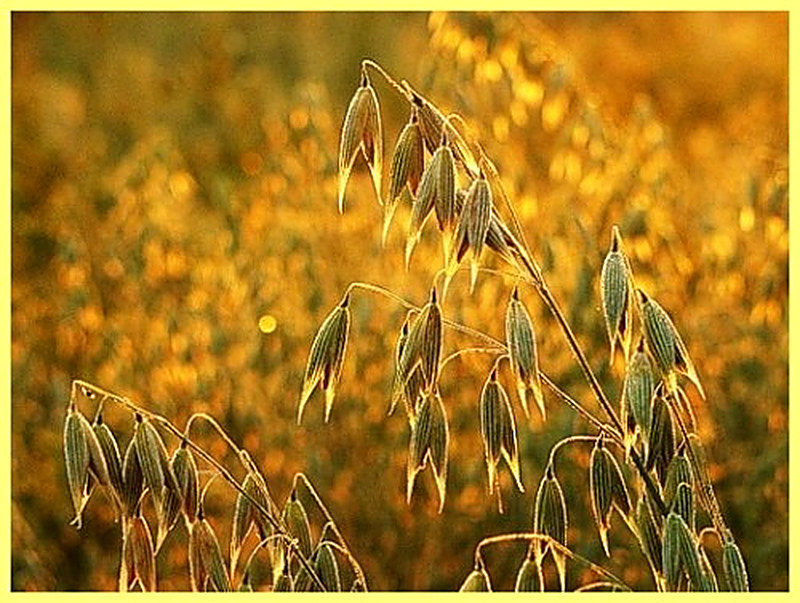 Овёс технология возделывания