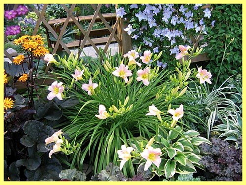 Лилейник посадка и уход