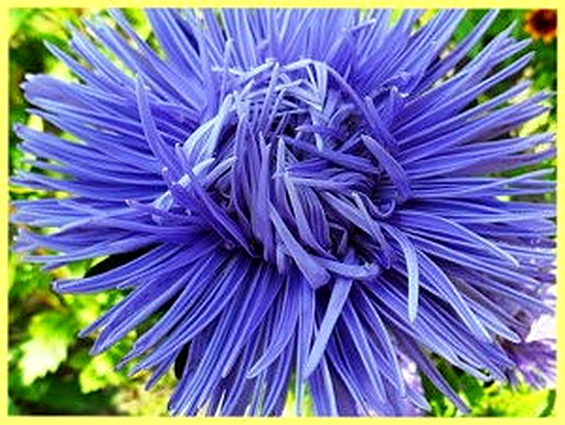 Астры Дракон фото