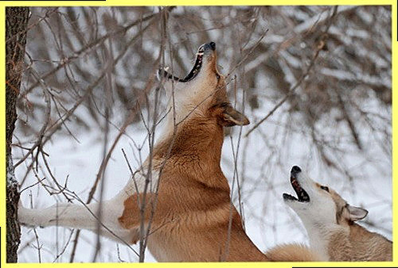 Охота на белку с лайкой