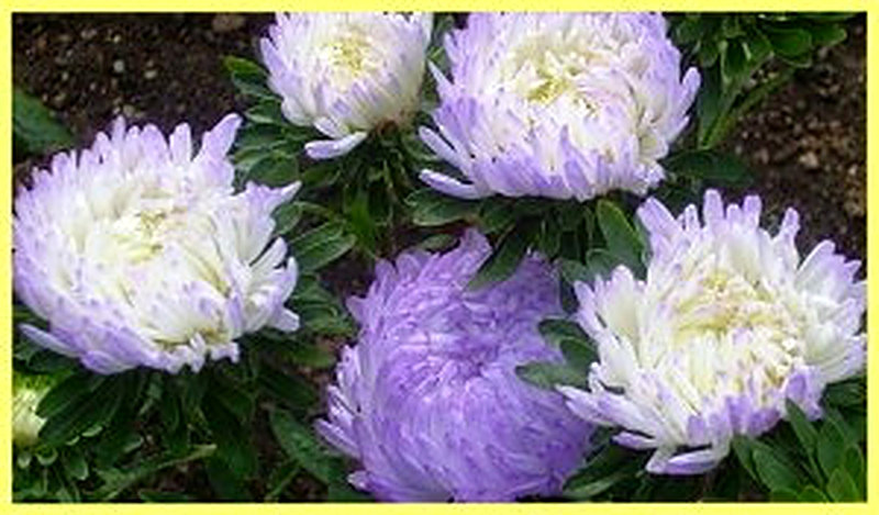 Астры Камелот фото