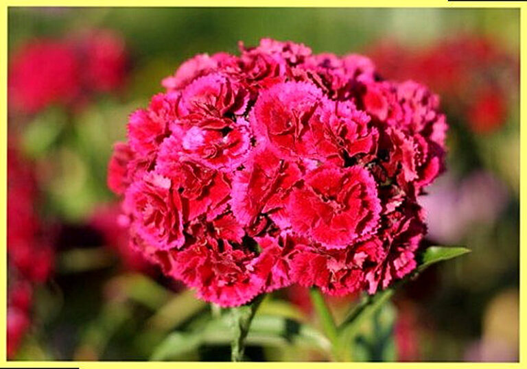 Гвоздика виды и сорта с фото
